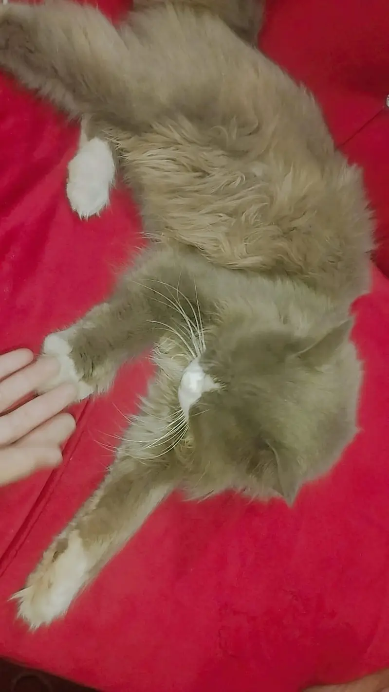 cat for sale — photo 2