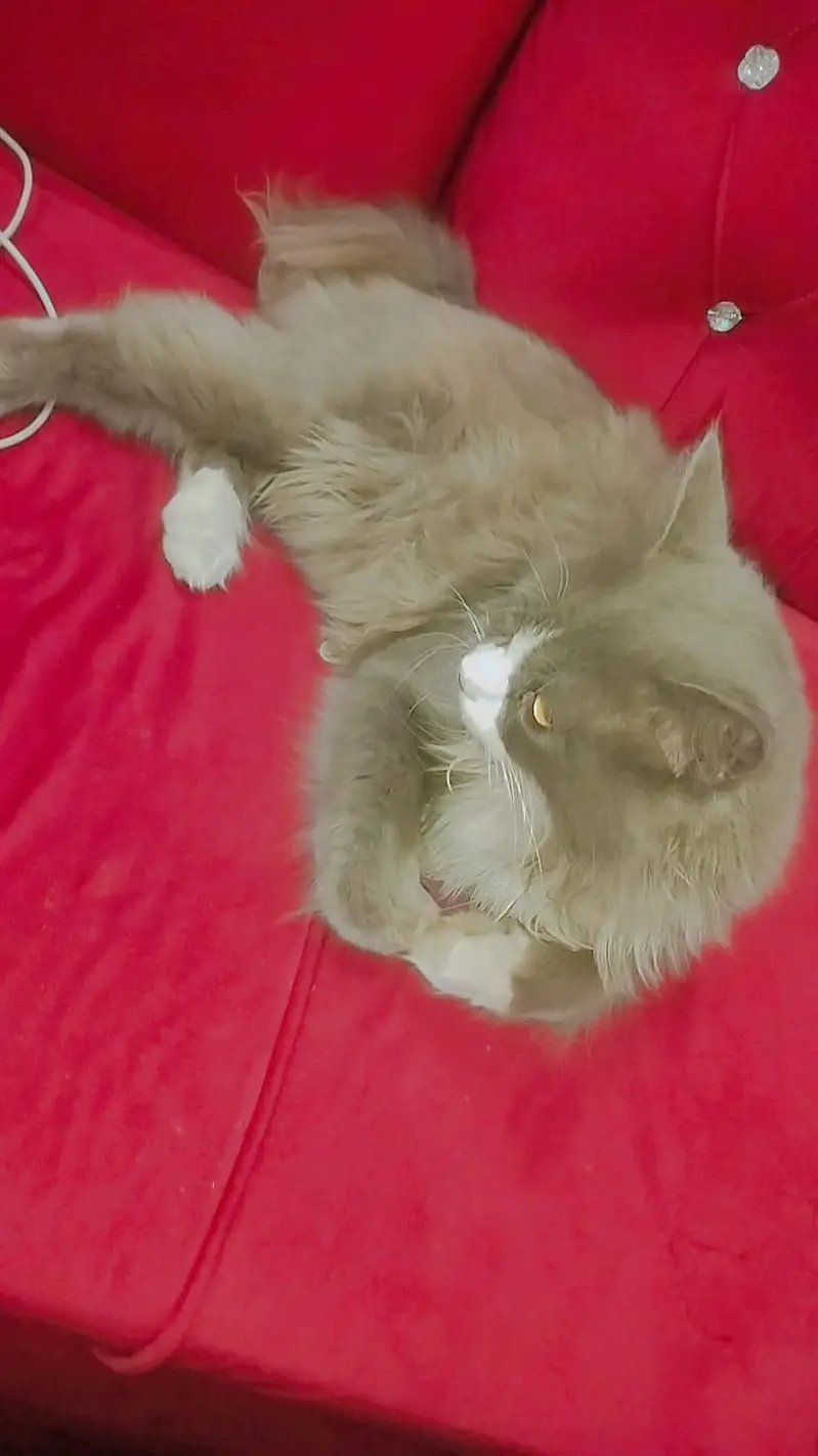 cat for sale — photo 3