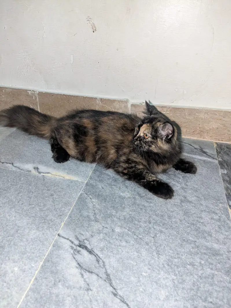 cat sale