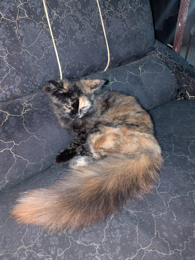 cat sale — photo 2