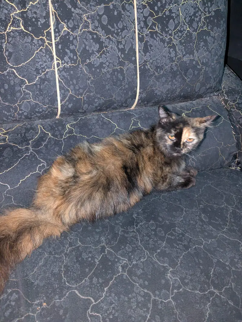 cat sale — photo 3