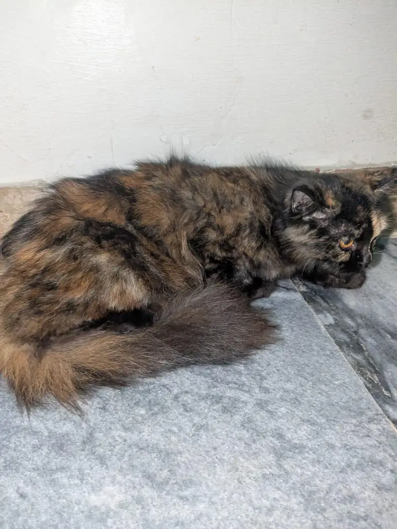cat sale — photo 4