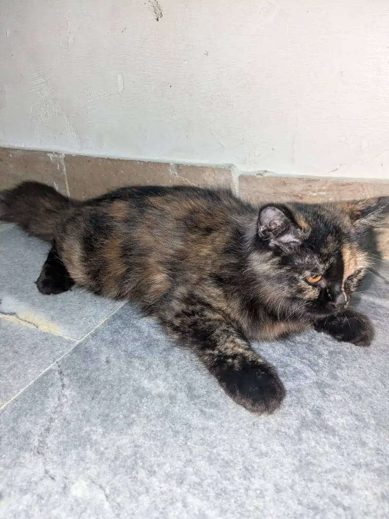 cat sale — photo 5
