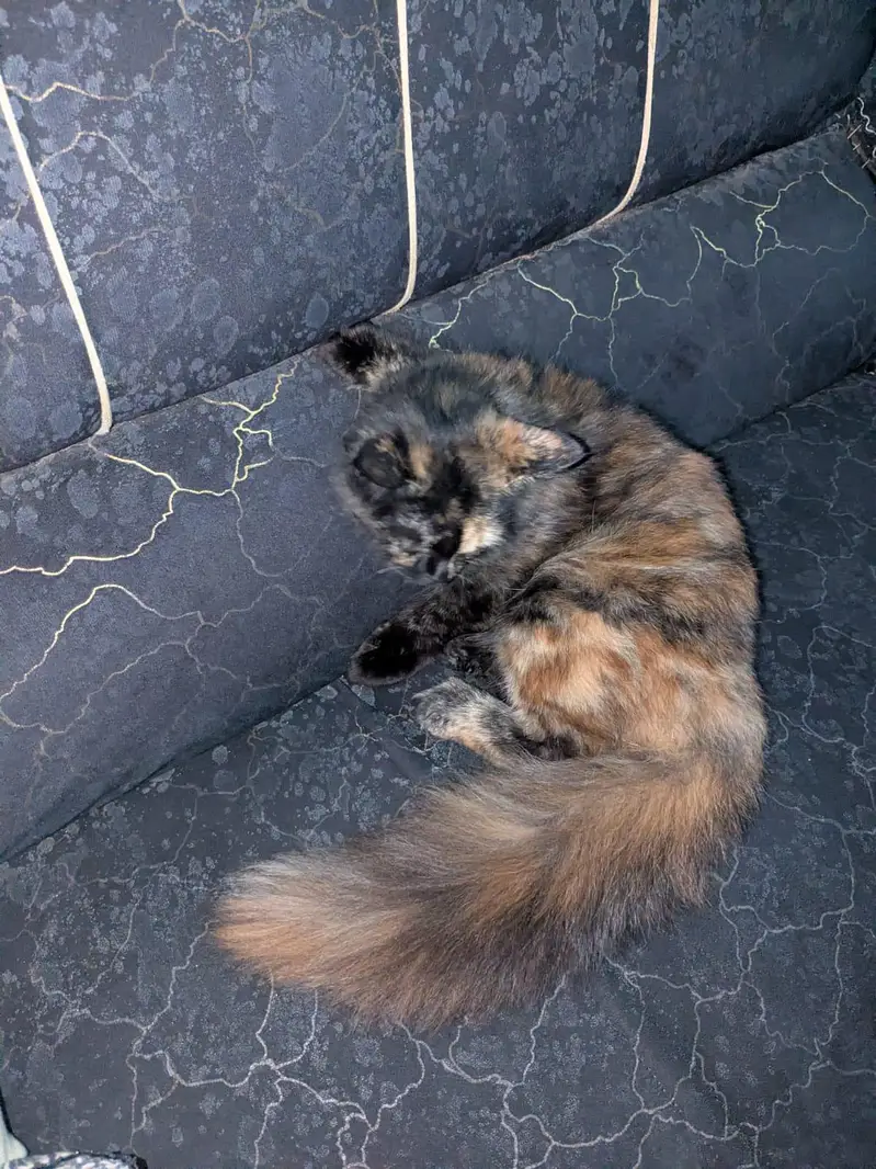 cat sale — photo 6