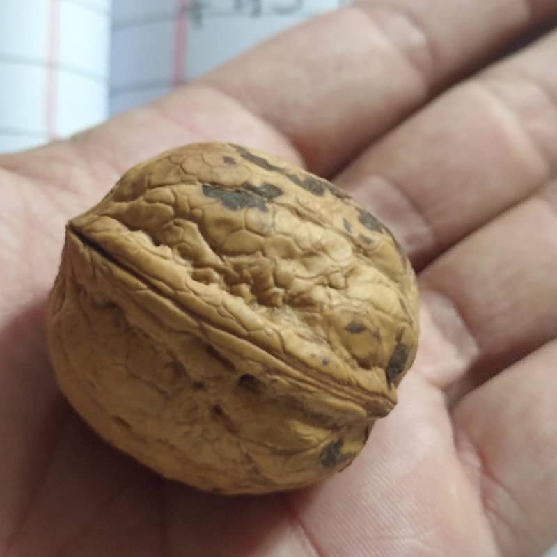 وطنی اخروٹ ہول سیل ریٹ پر دستیاب ہیں 2