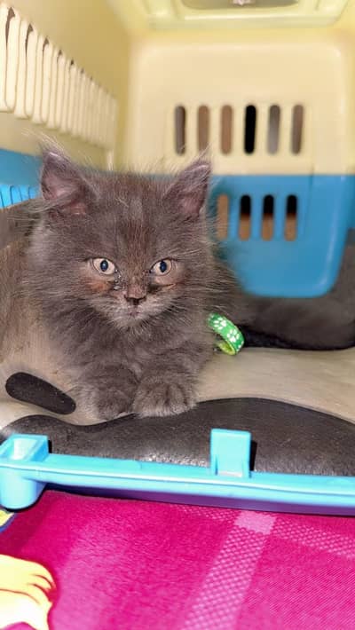 Persian kitten