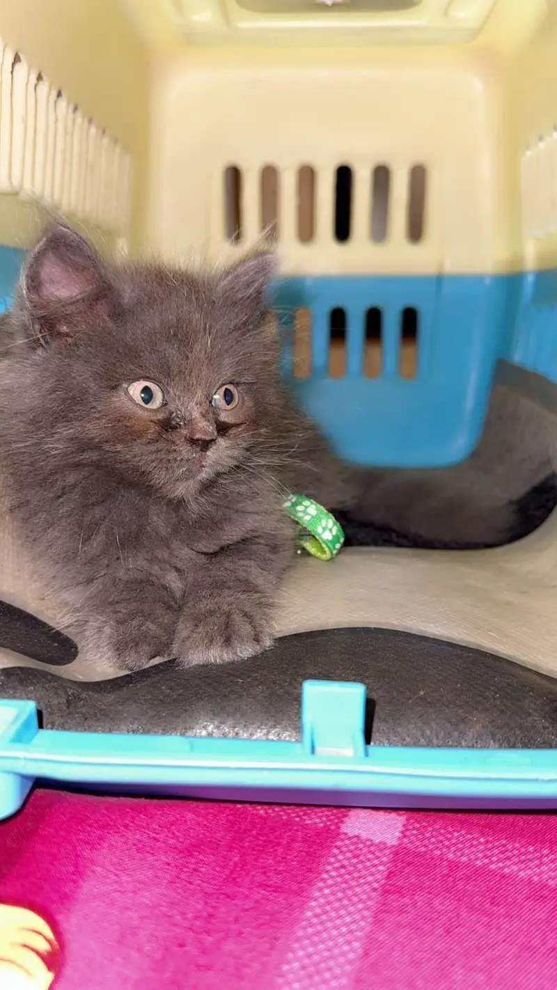 Persian kitten — photo 2