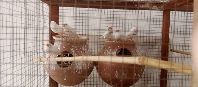 Under exhibition finches