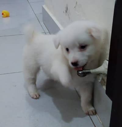 Russian puppies ready for new home