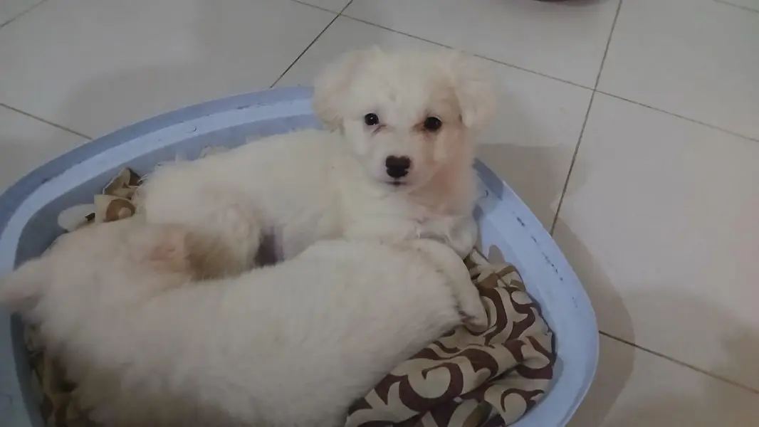 Russian puppies ready for new home — photo 2