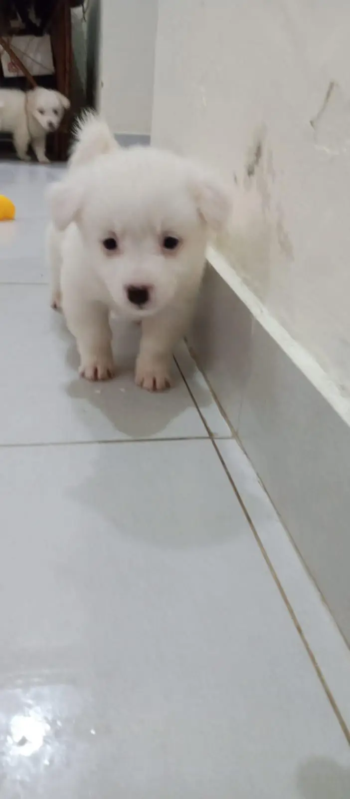 Russian puppies ready for new home — photo 3
