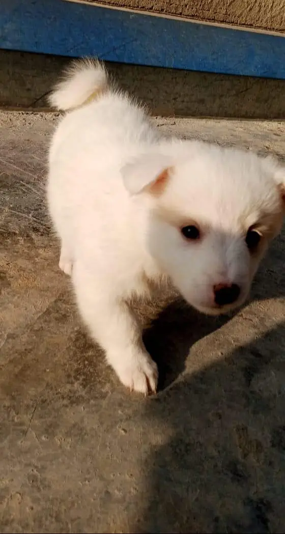 Russian puppies ready for new home — photo 4