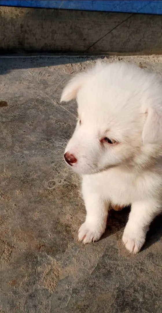 Russian puppies ready for new home — photo 5