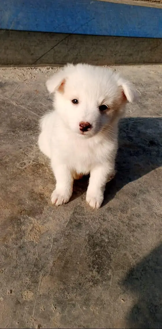 Russian puppies ready for new home — photo 6