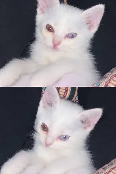 White Female Kitten for Sale in Sialkot – Cat House Included