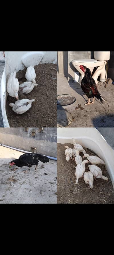 Heera chicks + zero mianwali