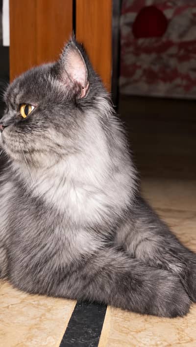 male cat sale