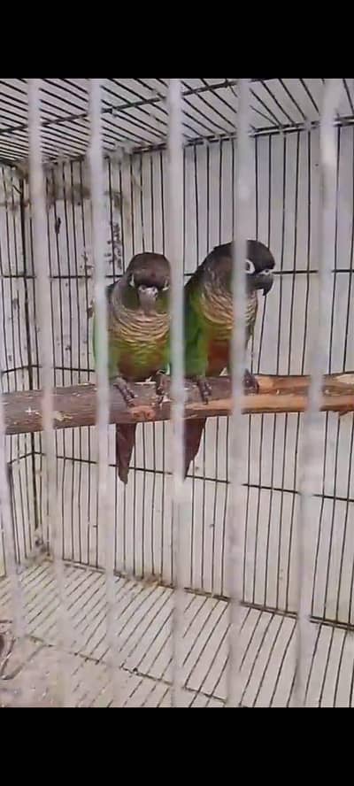 Mashallah  bonded pair Ready to first breed.
