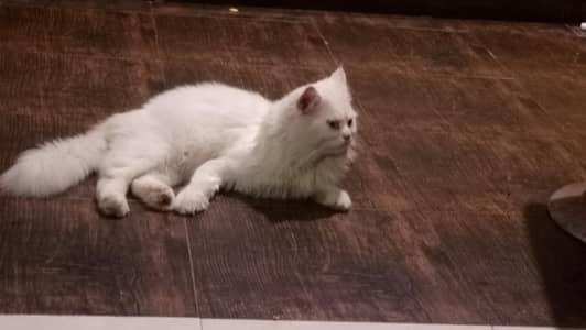 White Healthy Persian Cat