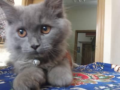 Persian cat for sale