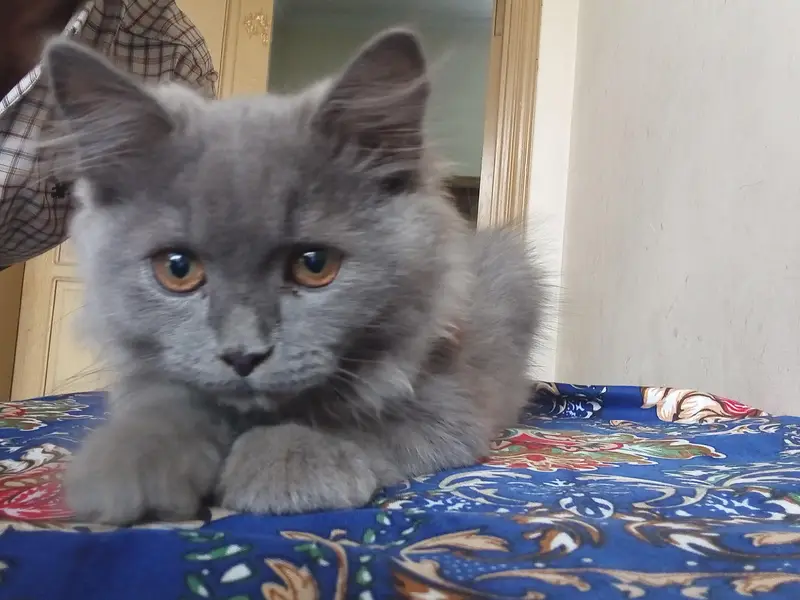 Persian cat for sale — photo 2