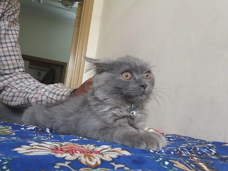 Persian cat for sale — photo 3