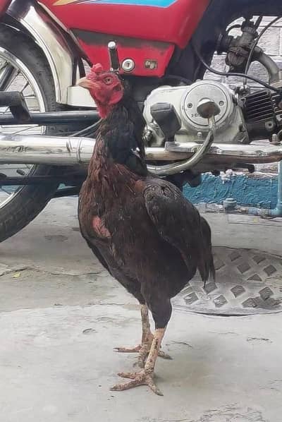 Aseel Mainwali, China Patha + Maadi