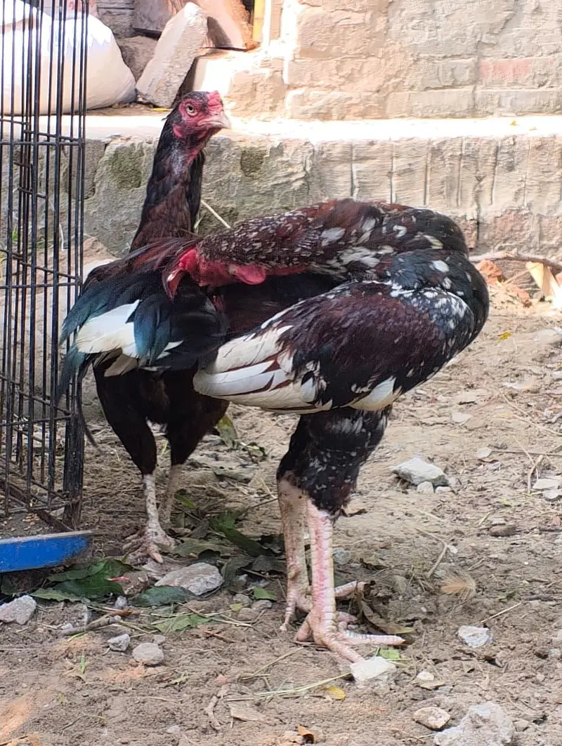 Aseel Mainwali, China Patha + Maadi — photo 5