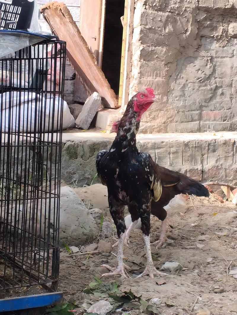 Aseel Mainwali, China Patha + Maadi — photo 7