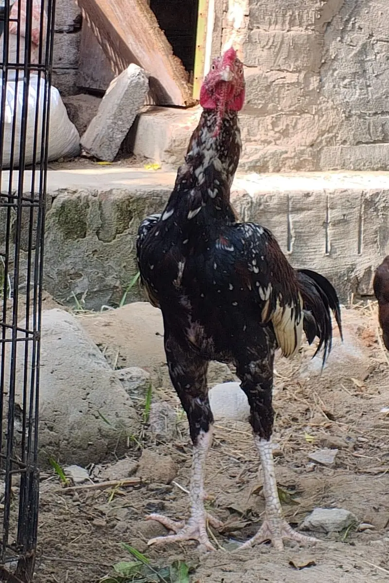 Aseel Mainwali, China Patha + Maadi — photo 8