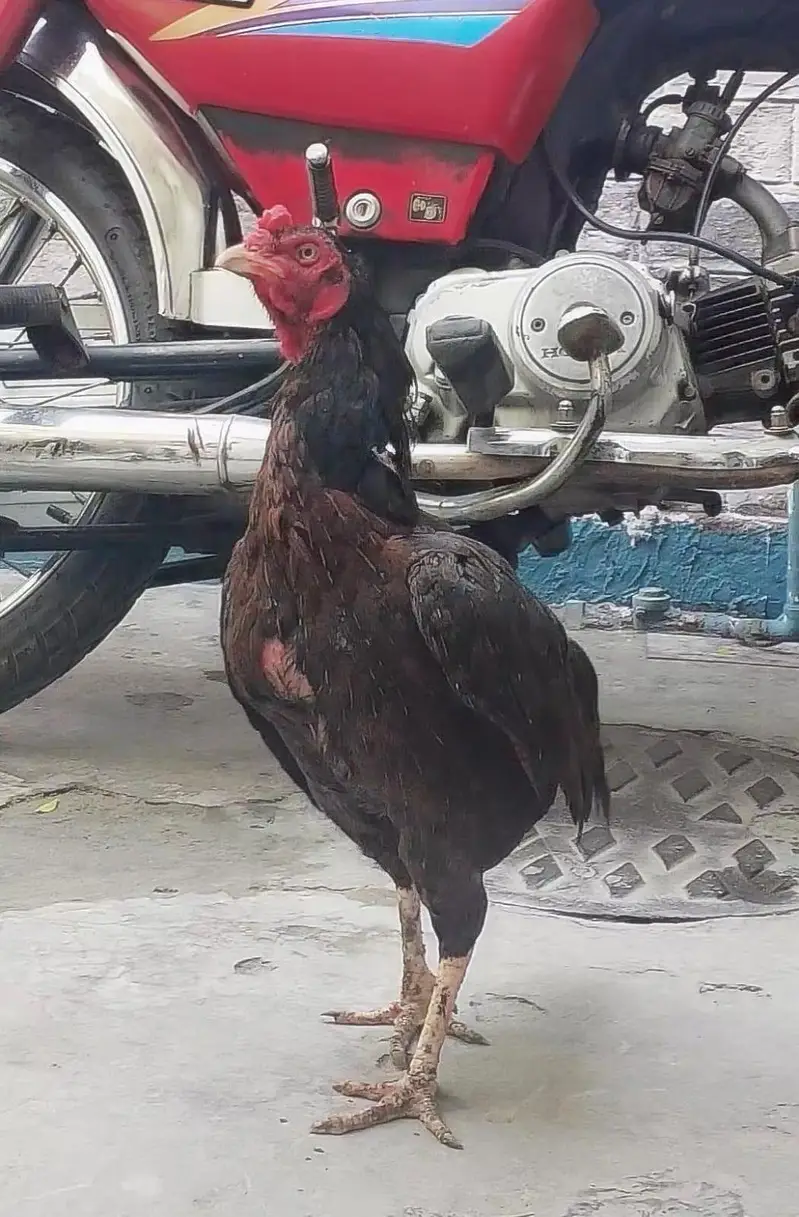 Aseel Mainwali, China Patha + Maadi — photo 9