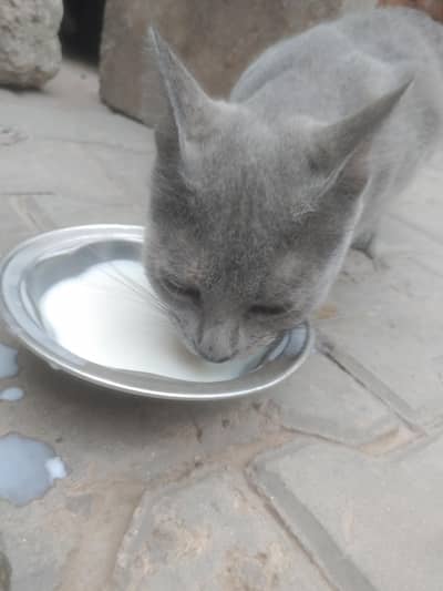 cute Russian cat beauty 7 month age