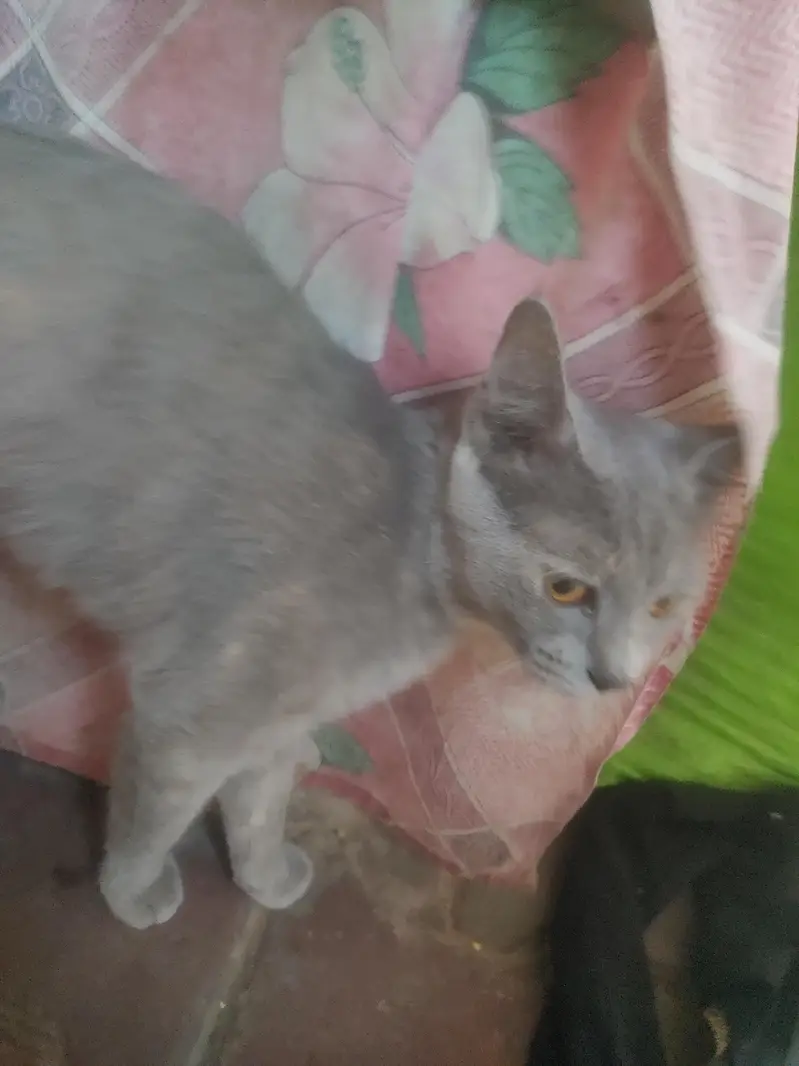 cute Russian cat beauty 7 month age — photo 2