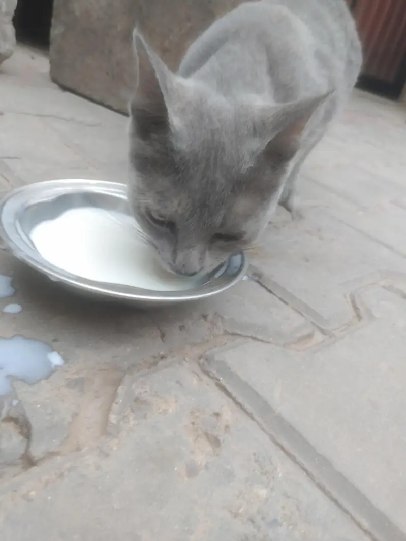 cute Russian cat beauty 7 month age — photo 3