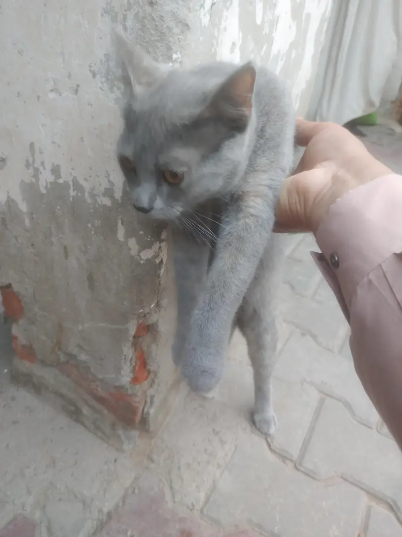 cute Russian cat beauty 7 month age — photo 4