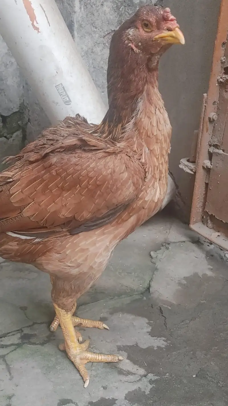 Old Bloodline Aseel Madi — photo 3