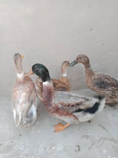 Ducks urgent sale 2pair