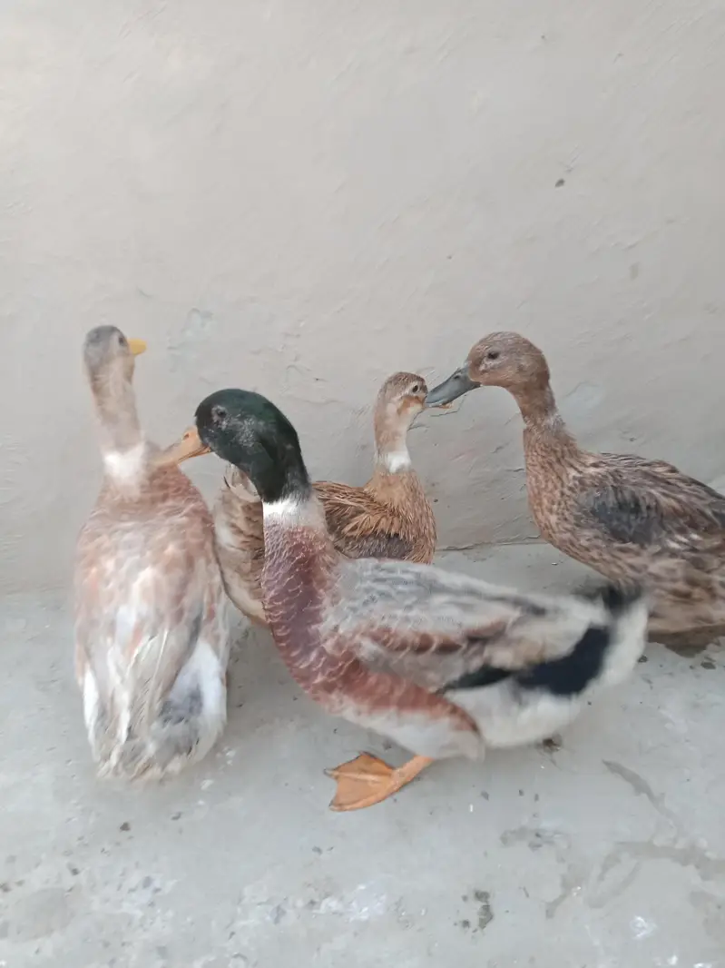 Ducks urgent sale 2pair