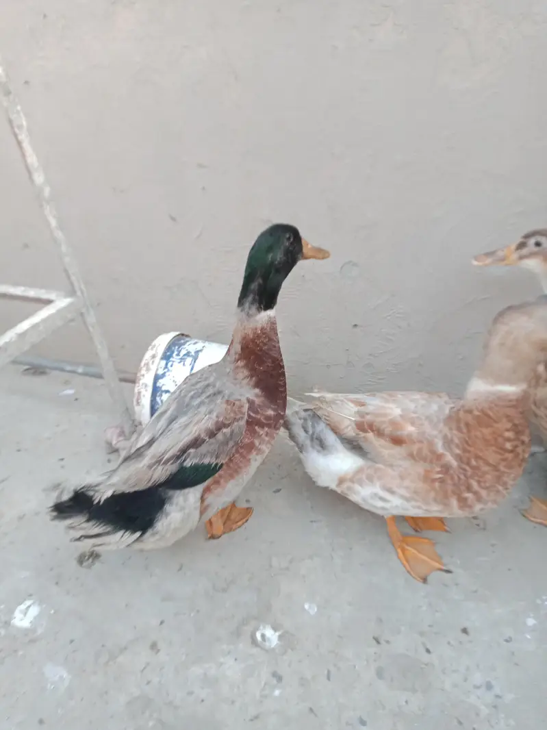 Ducks urgent sale 2pair — photo 2