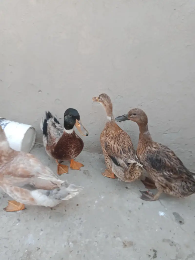 Ducks urgent sale 2pair — photo 3