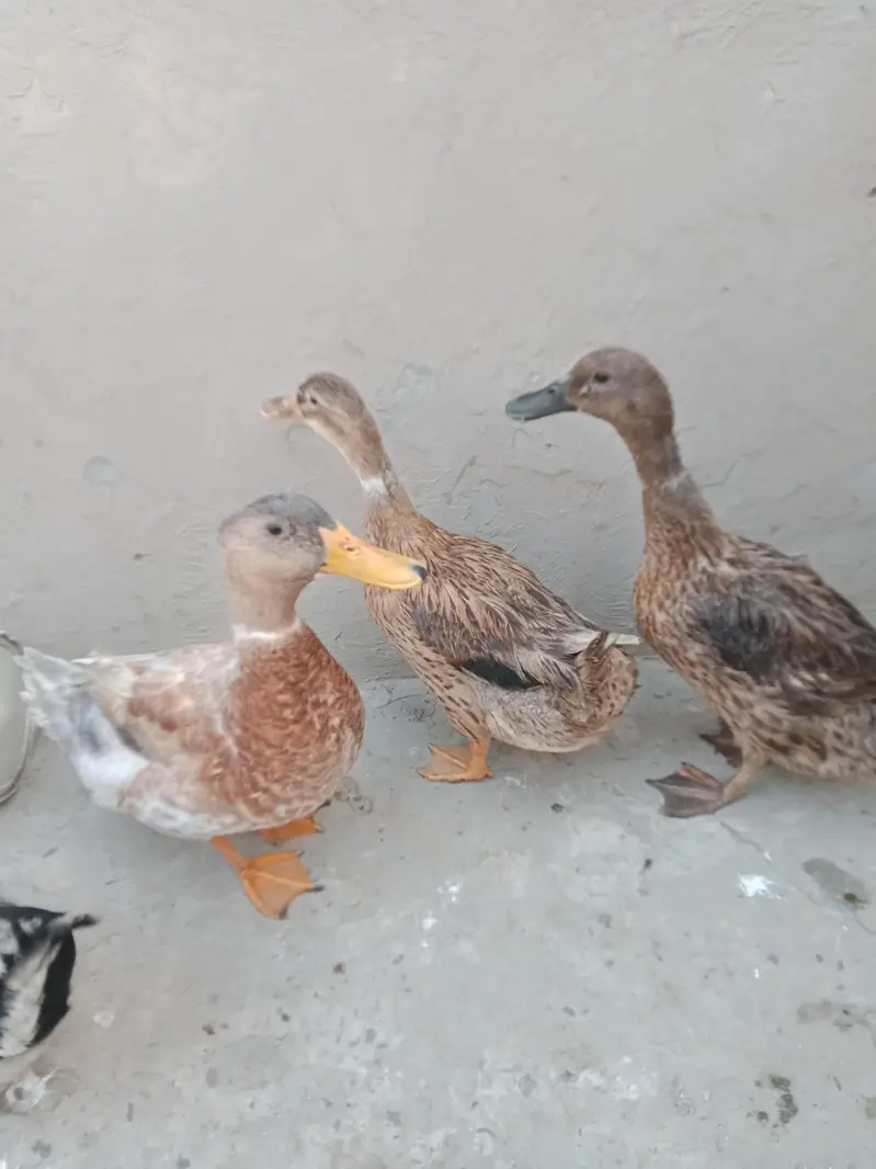 Ducks urgent sale 2pair — photo 4