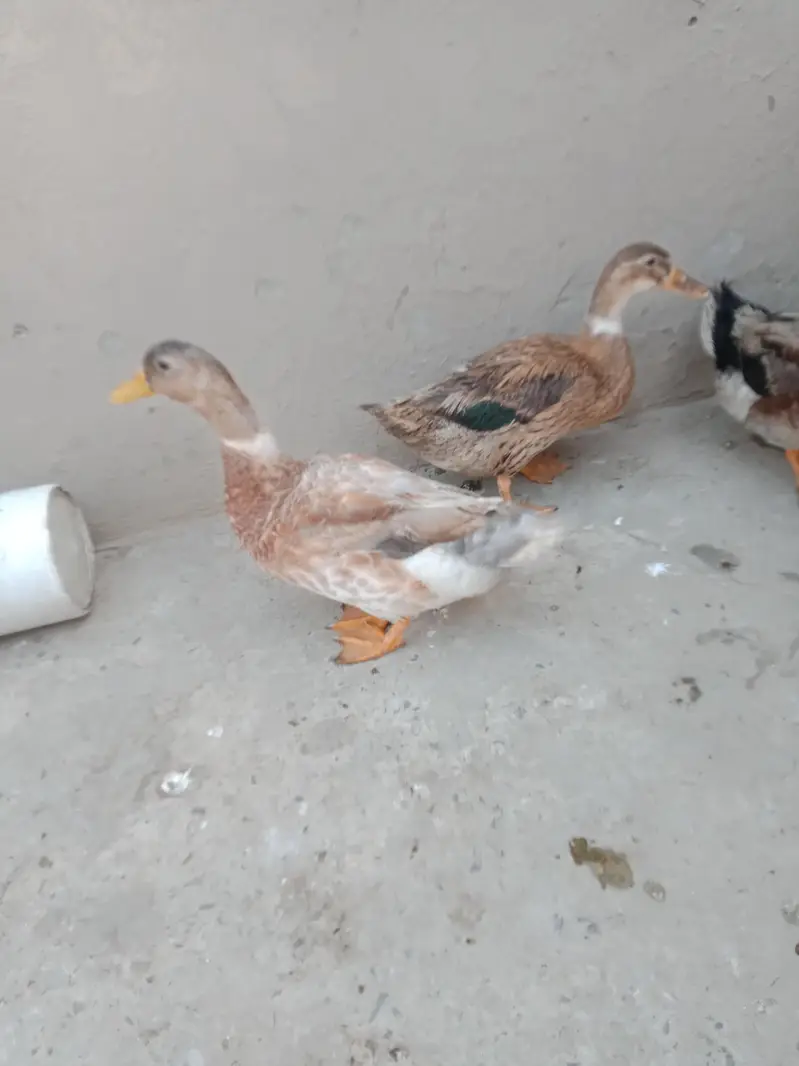Ducks urgent sale 2pair — photo 5