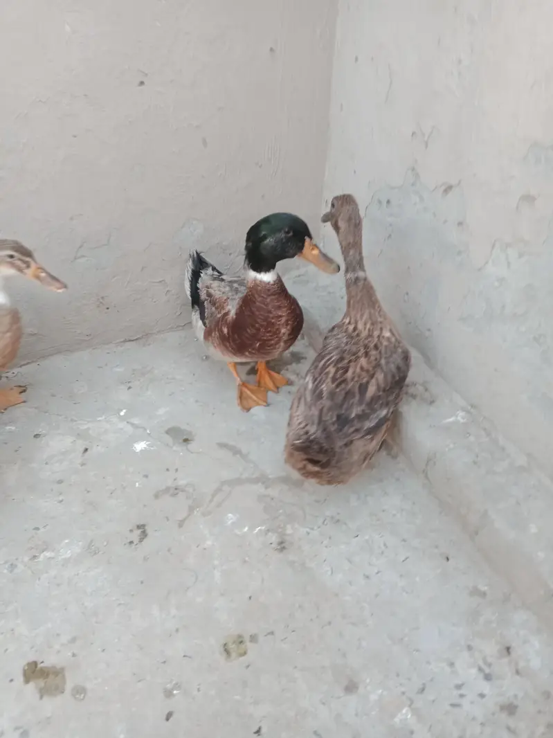 Ducks urgent sale 2pair — photo 6