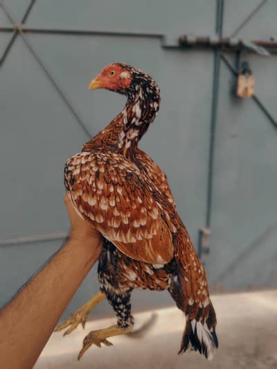 pure Miawali pili madi mazboot jor me for sale