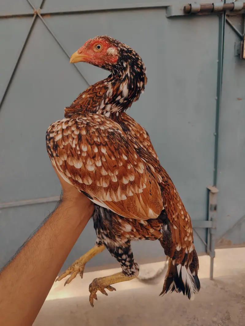 pure Miawali pili madi mazboot jor me for sale — photo 2