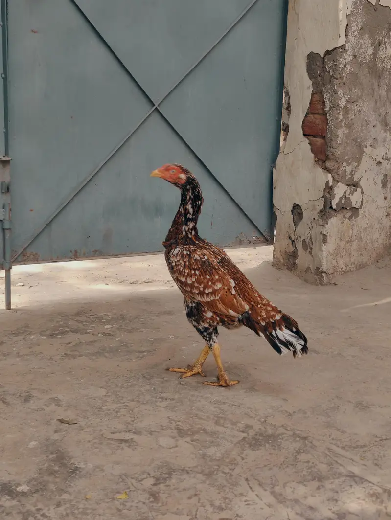pure Miawali pili madi mazboot jor me for sale — photo 3