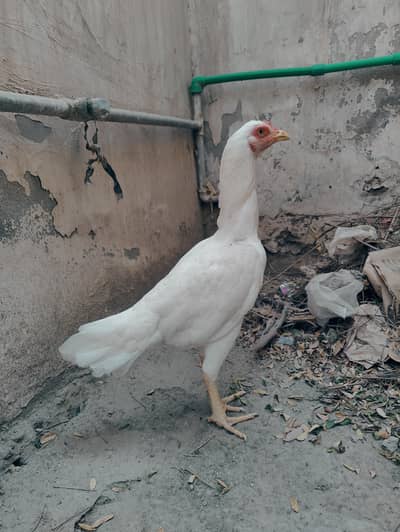 Heera aseel madi mazboot jor white eyes boski nok nali me for sale