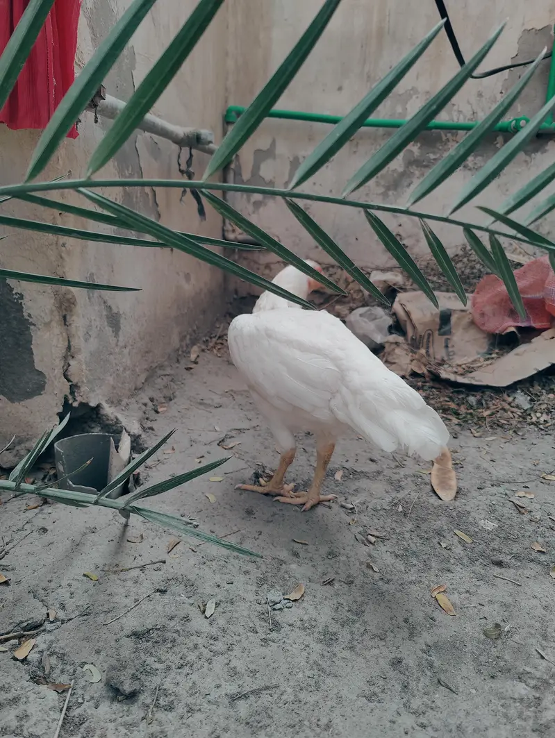 Heera aseel madi mazboot jor white eyes boski nok nali me for sale — photo 3