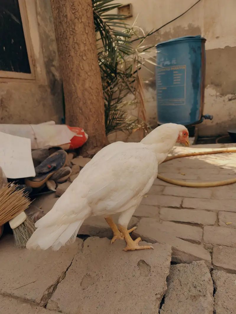 Heera aseel madi mazboot jor white eyes boski nok nali me for sale — photo 4