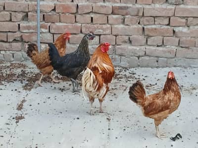 4 Hens